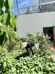 Inside the Lush Green Garden of Ho Ngoc Ha's Mother: A Green Oasis - image 9