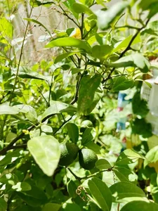 Inside the Lush Green Garden of Ho Ngoc Ha's Mother: A Green Oasis - image 6