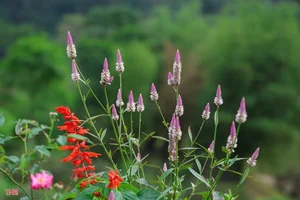Discovering Hang Pagoda: A Hidden Spiritual Sanctuary in Hong Linh Mountain - image 6