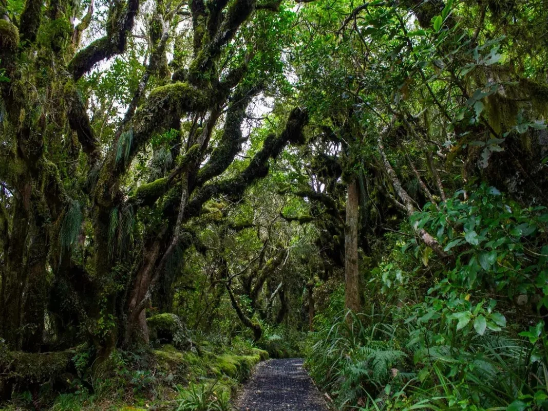 Chilling and Eerie Scenes: Inside the Mysterious 'Goblin Forest'