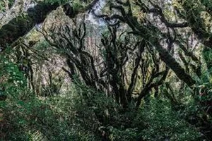 Chilling and Eerie Scenes: Inside the Mysterious 'Goblin Forest' - image 4
