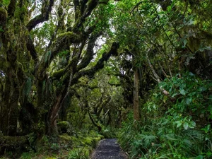 Chilling and Eerie Scenes: Inside the Mysterious 'Goblin Forest' - image 0