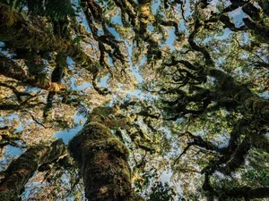 Chilling and Eerie Scenes: Inside the Mysterious 'Goblin Forest' - image 1