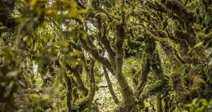 Chilling and Eerie Scenes: Inside the Mysterious 'Goblin Forest' - image 6