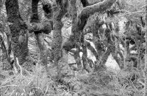 Chilling and Eerie Scenes: Inside the Mysterious 'Goblin Forest' - image 7