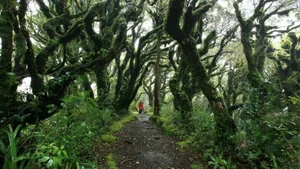 Chilling and Eerie Scenes: Inside the Mysterious 'Goblin Forest' - image 3