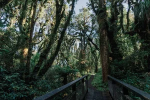 Chilling and Eerie Scenes: Inside the Mysterious 'Goblin Forest' - image 5