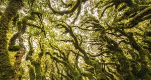Chilling and Eerie Scenes: Inside the Mysterious 'Goblin Forest' - image 2
