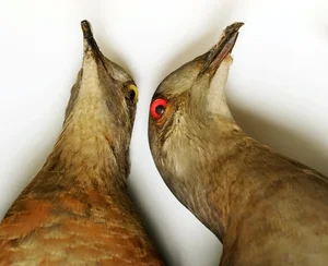 Should We Resurrect Extinct Animals? The De-Extinction Debate Explained - image 11