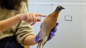 Should We Resurrect Extinct Animals? The De-Extinction Debate Explained - image 5