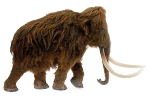 Should We Resurrect Extinct Animals? The De-Extinction Debate Explained - image 4