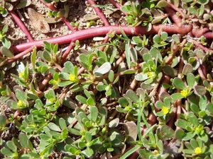 From Pig Feed to Gourmet: 3 Wild Plants Now Highly Sought After - image 3