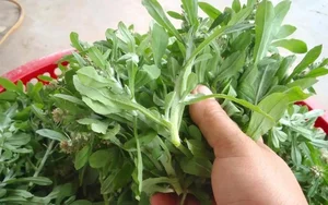 From Pig Feed to Gourmet: 3 Wild Plants Now Highly Sought After - image 1