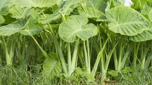 From Pig Feed to Gourmet: 3 Wild Plants Now Highly Sought After - image 9