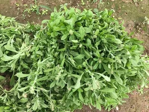 From Pig Feed to Gourmet: 3 Wild Plants Now Highly Sought After - image 2