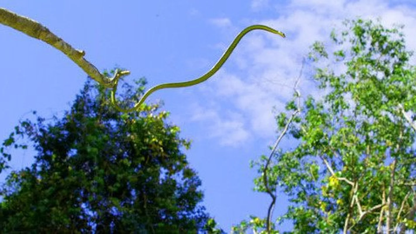Nature’s Gliders: The Incredible Flying Snakes of Vietnam and Southeast Asia