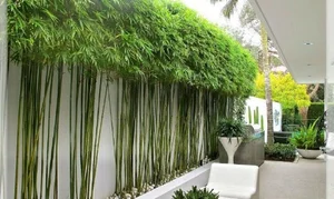 Smart Front Yard Planting Solutions for Enhanced Curb Appeal and Positive Feng Shui - image 6