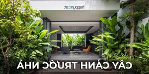 Smart Front Yard Planting Solutions for Enhanced Curb Appeal and Positive Feng Shui - image 4