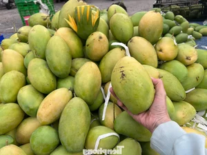 Seasonal Harvest: Watermelon and Mango Prices Drop Significantly - image 3