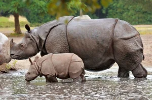 8 Surprising Facts About the Majestic Indian Rhinoceros - image 7