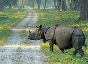 8 Surprising Facts About the Majestic Indian Rhinoceros - image 4