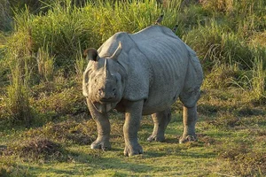 8 Surprising Facts About the Majestic Indian Rhinoceros - image 2