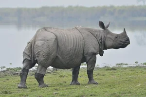 8 Surprising Facts About the Majestic Indian Rhinoceros - image 3