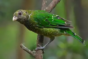 Discover the Green Catbird: Unique Call, Stunning Green Plumage - image 2