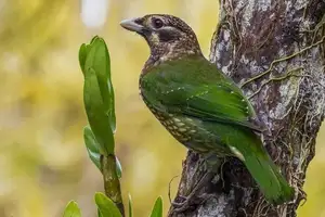 Discover the Green Catbird: Unique Call, Stunning Green Plumage - image 6