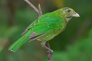 Discover the Green Catbird: Unique Call, Stunning Green Plumage - image 7