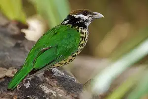 Discover the Green Catbird: Unique Call, Stunning Green Plumage - image 0