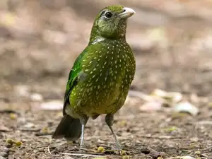 Discover the Green Catbird: Unique Call, Stunning Green Plumage - image 1