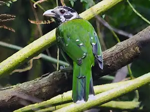 Discover the Green Catbird: Unique Call, Stunning Green Plumage - image 4