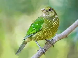 Discover the Green Catbird: Unique Call, Stunning Green Plumage - image 3