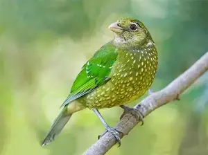 Discover the Green Catbird: Unique Call, Stunning Green Plumage - image 5