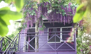 Discover the Enchanting All-Purple House in Can Tho, Vietnam - image 7