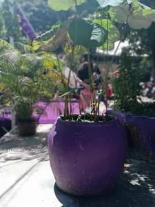 Discover the Enchanting All-Purple House in Can Tho, Vietnam - image 8
