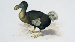 De-Extinction Science: Extinct Animals That Could Soon Be Resurrected - image 8