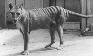 De-Extinction Science: Extinct Animals That Could Soon Be Resurrected - image 0