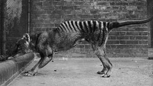 De-Extinction Science: Extinct Animals That Could Soon Be Resurrected - image 4