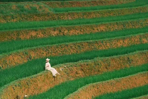 Escaping to Xim Vang: A Journey Through the Lush Green Landscapes of Northern Vietnam - image 4