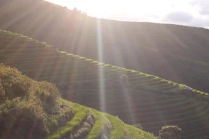 Escaping to Xim Vang: A Journey Through the Lush Green Landscapes of Northern Vietnam - image 1
