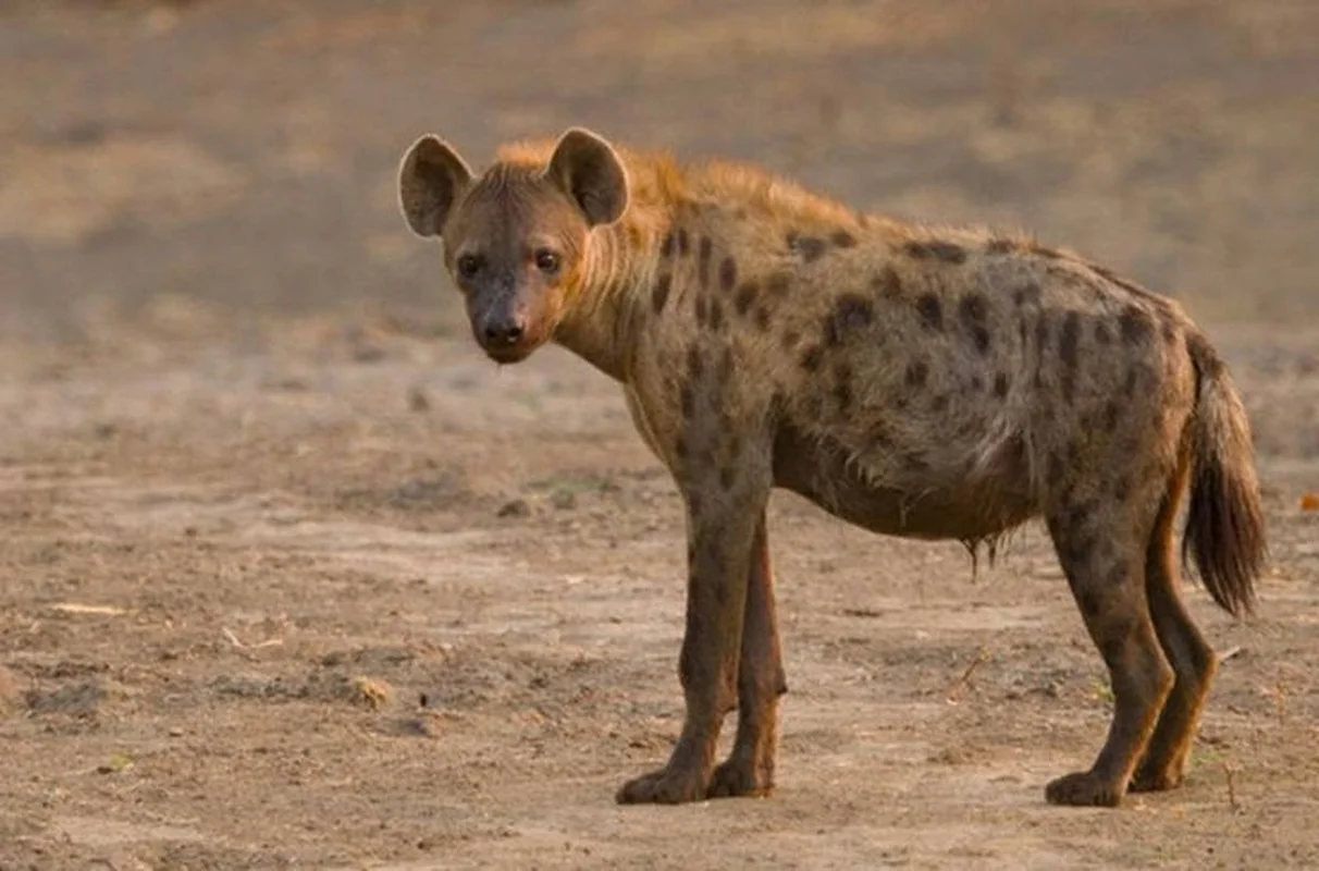 Unveiling the Truth About the Honey Badger: Nature's Most Fearless Creature