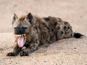 Unveiling the Truth About the Honey Badger: Nature's Most Fearless Creature - image 3