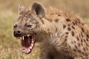 Unveiling the Truth About the Honey Badger: Nature's Most Fearless Creature - image 7
