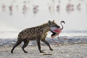 Unveiling the Truth About the Honey Badger: Nature's Most Fearless Creature - image 13