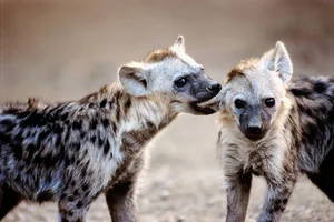 Unveiling the Truth About the Honey Badger: Nature's Most Fearless Creature - image 5