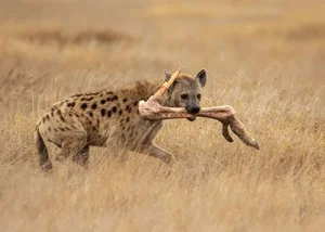 Unveiling the Truth About the Honey Badger: Nature's Most Fearless Creature - image 9