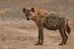Unveiling the Truth About the Honey Badger: Nature's Most Fearless Creature - image 0