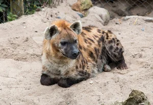 Unveiling the Truth About the Honey Badger: Nature's Most Fearless Creature - image 10